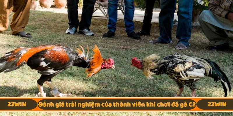 Đánh giá trải nghiệm của thành viên khi chơi đá gà C2