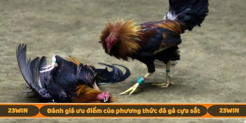 Đánh giá ưu điểm của phương thức đá gà cựa sắt