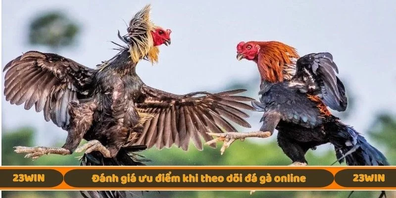 Đánh giá ưu điểm khi theo dõi đá gà online