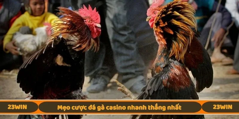 Mẹo cược đá gà casino nhanh thắng nhất