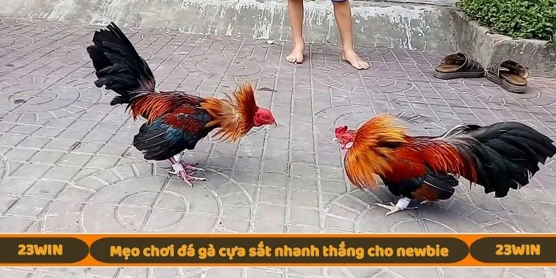 Mẹo chơi đá gà cựa sắt nhanh thắng cho newbie