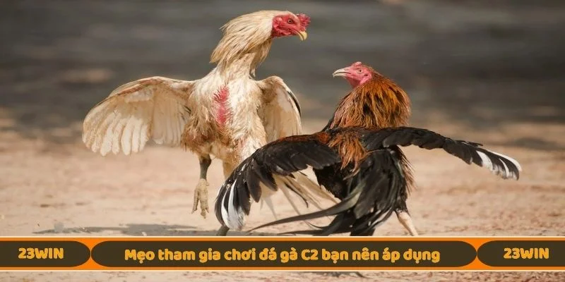Mẹo tham gia chơi đá gà C2 bạn nên áp dụng