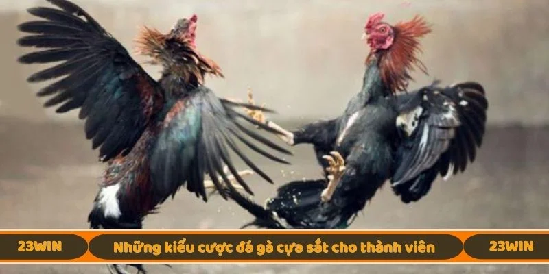 Những kiểu cược đá gà cựa sắt cho thành viên
