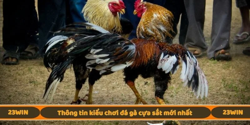 Thông tin kiểu chơi đá gà cựa sắt mới nhất