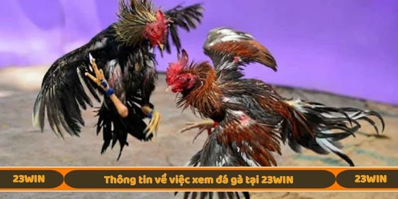 Thông tin về việc xem đá gà tại 23WIN