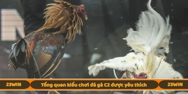 Tổng quan kiểu chơi đá gà C2 được yêu thích