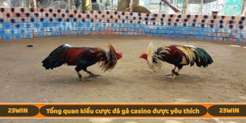 Tổng quan kiểu cược đá gà casino được yêu thích